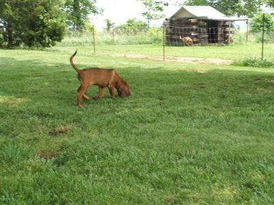 Bloodhound Puppies for Sale